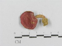 登錄號:F0005516藏品圖，第4張