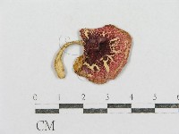 紅菇屬藏品圖，第1張