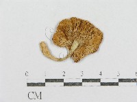 紅菇屬藏品圖，第3張