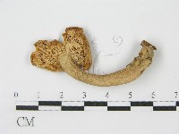 登錄號:F0005518藏品圖，第4張