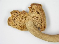 登錄號:F0005518藏品圖，第5張