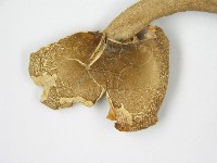 登錄號:F0005518藏品圖，第6張