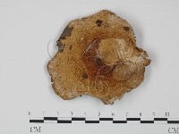 登錄號:F0005519藏品圖，第1張