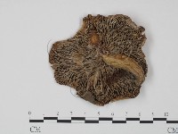 登錄號:F0005519藏品圖，第3張