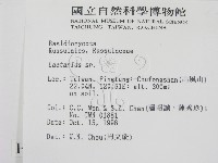 乳菇屬藏品圖，第2張