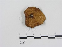 乳菇屬藏品圖，第1張