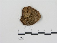 乳菇屬藏品圖，第3張