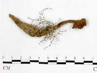 登錄號:F0005521藏品圖，第1張