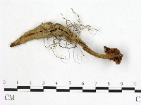 登錄號:F0005521藏品圖，第3張