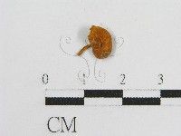 登錄號:F0005522藏品圖，第3張