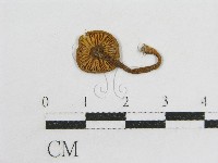 粉褶菌屬藏品圖，第3張