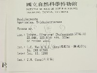 小菇屬藏品圖，第2張