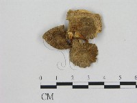 小菇屬藏品圖，第3張