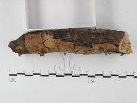 登錄號:F0005525藏品圖，第3張