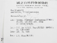 微皮傘屬藏品圖，第2張