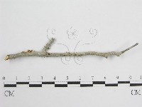 微皮傘屬藏品圖，第3張