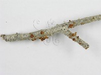 微皮傘屬藏品圖，第4張