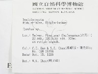 黑蛋巢菌屬藏品圖，第2張