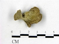 毛木耳藏品圖，第3張