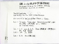 毛木耳藏品圖，第2張