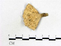 優雅波邊革菌藏品圖，第3張