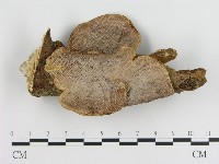 登錄號:F0005532藏品圖，第1張