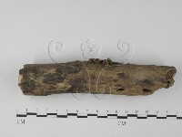 銀耳屬藏品圖，第3張