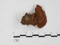 登錄號:F0005534藏品圖，第3張