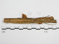 登錄號:F0005535藏品圖，第3張