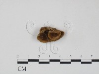 登錄號:F0005536藏品圖，第1張