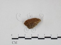 登錄號:F0005536藏品圖，第3張