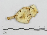 紅菇屬藏品圖，第1張