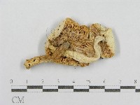 紅菇屬藏品圖，第3張