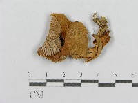 登錄號:F0005539藏品圖，第1張