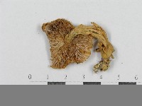 登錄號:F0005539藏品圖，第3張