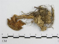 粉褶菌屬藏品圖，第3張