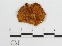 登錄號:F0005544藏品圖，第1張