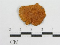 登錄號:F0005544藏品圖，第3張
