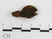 登錄號:F0005545藏品圖，第3張