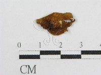 登錄號:F0005546藏品圖，第3張