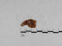 登錄號:F0005547藏品圖，第3張