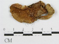 登錄號:F0005548藏品圖，第1張
