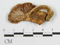 登錄號:F0005548藏品圖，第3張