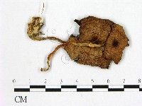 登錄號:F0005549藏品圖，第1張