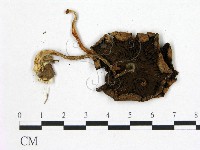 登錄號:F0005549藏品圖，第3張