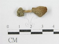鬼傘屬藏品圖，第3張
