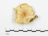 登錄號:F0005551藏品圖，第3張