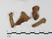 登錄號:F0005552藏品圖，第1張