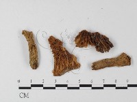 登錄號:F0005552藏品圖，第3張