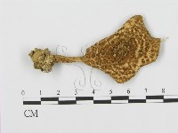 登錄號:F0005553藏品圖，第1張